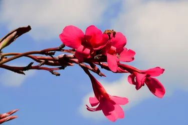 Captured Roses Against Soft Natural and Artistic Background