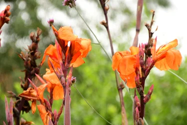 Captured roses against soft natural and artistic background