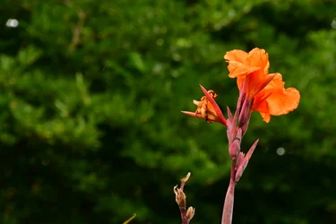 Captured roses against soft natural and artistic background