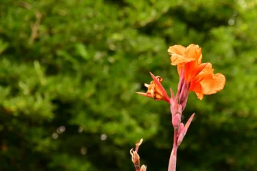 Floral Fine Art