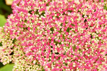 Floral Fine Art
