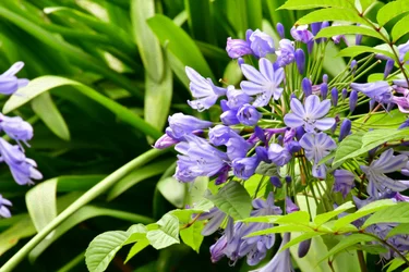 Floral Fine Art