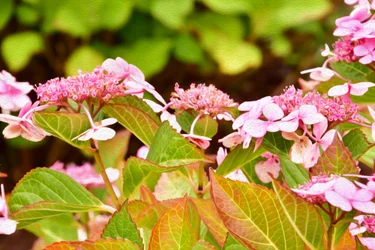 Floral Fine Art