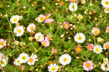 Floral Fine Art