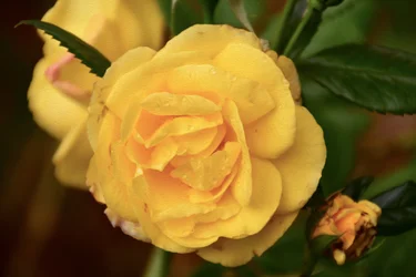 Floral Fine Art