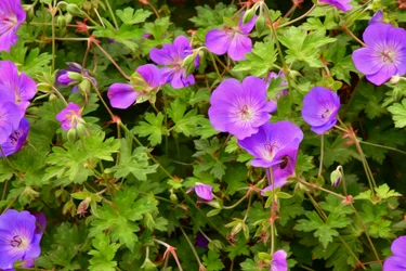 Floral Fine Art