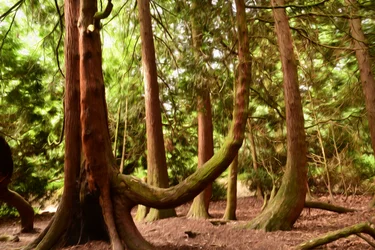 Nature Forest