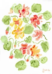 Nasturtiums