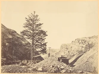 Thousand Mile Tree, Wilhemina