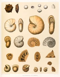Thurammina-Cyclammina (Foraminifera PL. XXXVII) from The Voyage of HMS Challenger 1873-76 published in 1884
