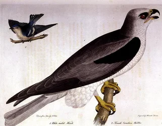 White-tailed Hawk and Female Caerulean Warbler, engraved by Alexander Lanson
