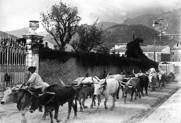 Some oxen used for the transport of marble from the Apuan quarries are made to walk along a road in Carrara