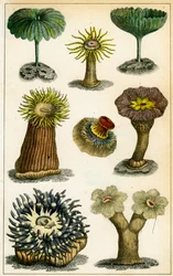Sea anemones, 19th century