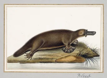 Duck-billed Platypus