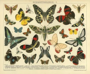 Butterflies. I.