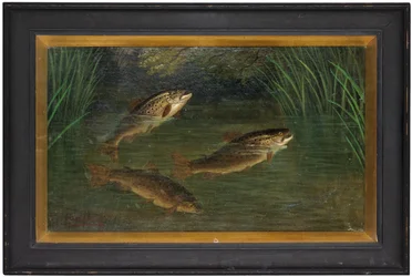 Trout in a River
