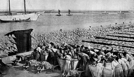 Quantities of codfish drying in the sun at Aveiro by the mouth of the Vouga, Portugal, c1930s