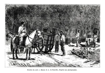 Harvesting the Coffee, Brazil, 19th Century