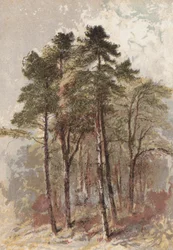 Group of Fir Trees