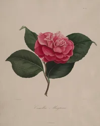 Iconography of the Camellia Genus: No. 171