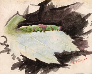 Heterocampa biundata, Walker, study for the book “Concealing Coloration in the Animal Kingdom”