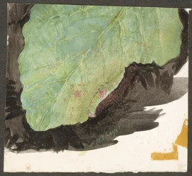 Heterocampa Biundata, Walker, Study for Book Concealing Coloration in the Animal Kingdom