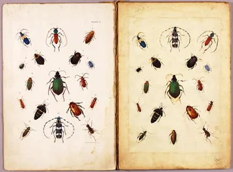 INSECTS - Colored Beetles, Landscape, Study Folder for the Book Concealing Coloration in the Animal Kingdom