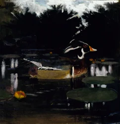 Male Wood Duck in a Forest Pool, Study for Book 