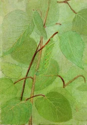 Sphinx Caterpillar, study for book Concealing Coloration in the Animal Kingdom