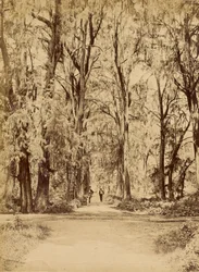 Mexico. Grove of Chapultepec, Near Mexico