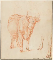 Studies of a Cow