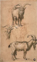 Three Sketches of a Goat (recto) Drapery of Standing Female Figure (verso)