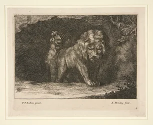 Lions. From the series