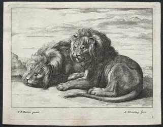 Various Lions