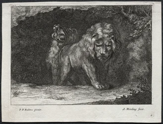 Various Lions