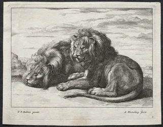 Various Lions