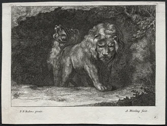 Various Lions