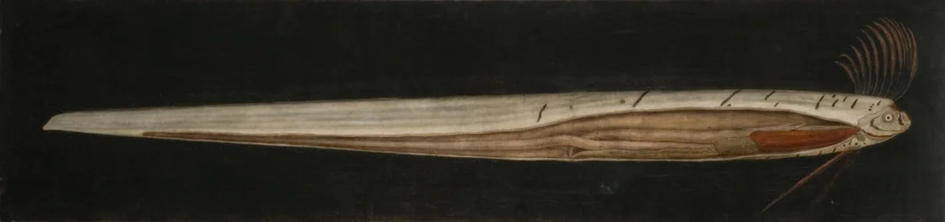 Internal anatomy of Ribbon Fish, Cullercoats