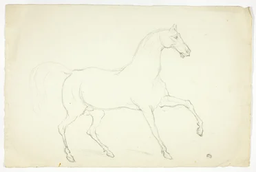 Stallion