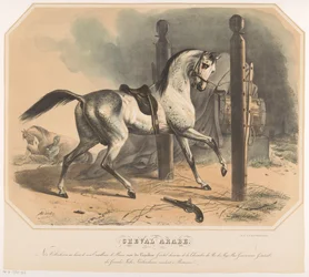 Arabian Horse of Godert van der Capellen