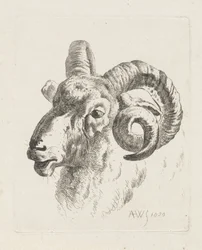 Ram