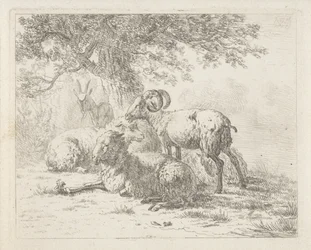 Sheep and a Goat