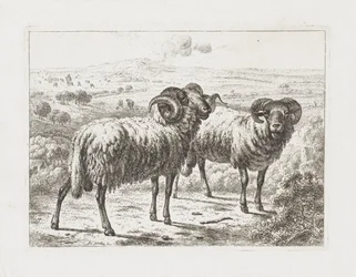 Two Rams