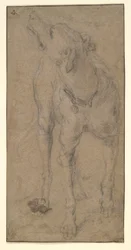 Study of a Dog