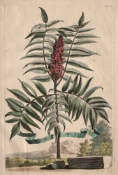 Phytographia Curiosa: Sumach Tree
