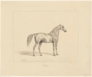 Arabian Stallion