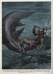 A Japanese diver with a scaphandler was devoured by a shark in the Pacific Ocean. Illustration by Achille Beltrame from La domenica del corriere of 08/08/1937