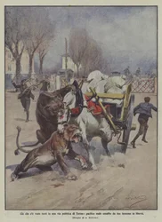 What Was Seen Recently on a Public Street in Turin, Peaceful Mule Attacked by Two Lions