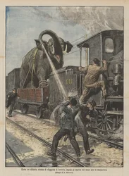 How an elephant, tired of traveling by train, stopped the train carrying it