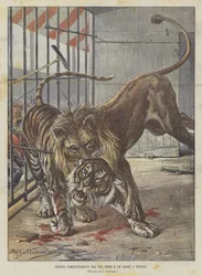 Fierce Fight Between a Tiger and a Lion in Florence